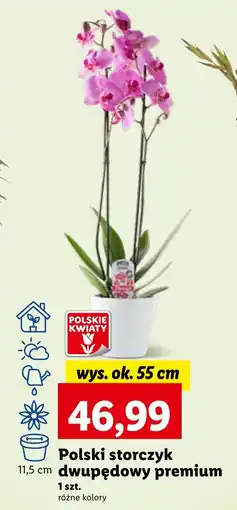 Lidl Polski storczyk dwupędowy premium, szt. oferta