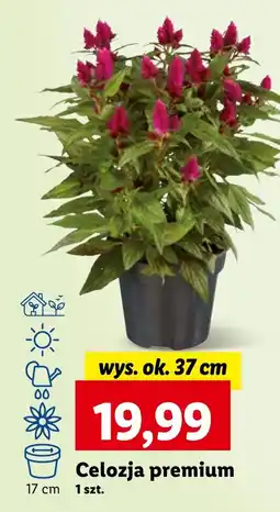 Lidl Celozja premium, szt. oferta