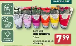 ALDI Róża doniczkowa oferta