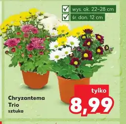 Kaufland Chryzantema Ok oferta