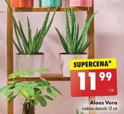 Biedronka Aloes Vera, 12 cm oferta