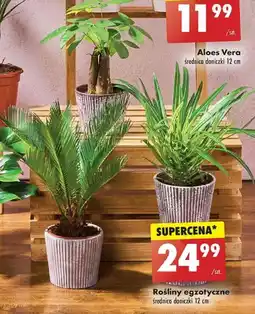 Biedronka Rośliny egzotyczne, 12 cm oferta