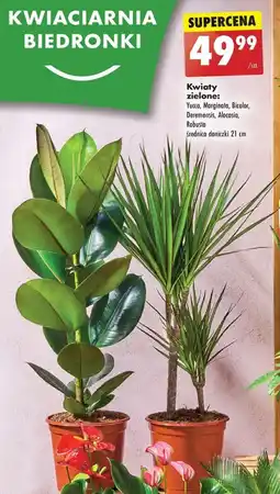 Biedronka Kwiaty zielone, 21 cm oferta