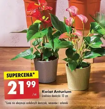 Biedronka Kwiat Anturium, 12 cm oferta