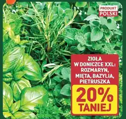 ALDI Bazylia oferta