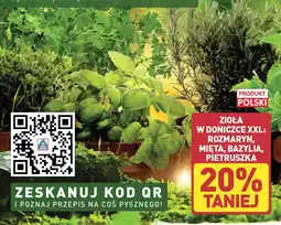 ALDI Bazylia oferta