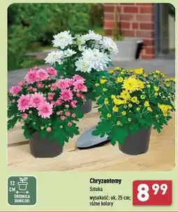 ALDI Chryzantema 25 cm oferta