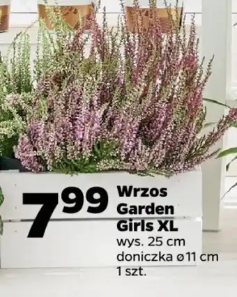 Netto Wrzos Garden Girls XL oferta
