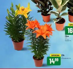 Polomarket Lilia oferta