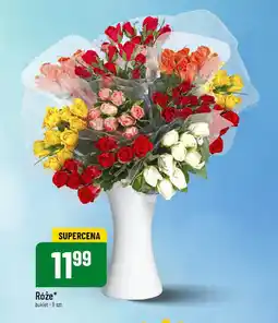 Polomarket Róże 9 szt. oferta