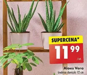 Biedronka Aloe vera oferta