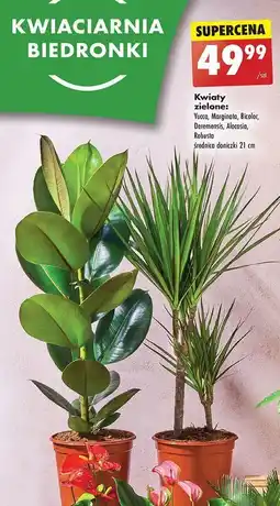 Biedronka Dracena bicolor oferta