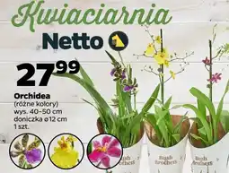 Netto Orchidea 12 cm oferta