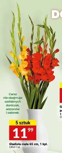 Twój Market Gladiola cięta 65 cm 5 szt. oferta
