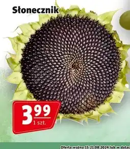 Prim Market Słonecznik oferta