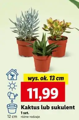 Lidl Kaktus lub sukulent 12 cm oferta
