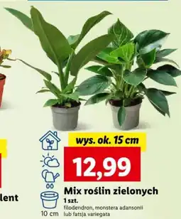 Lidl Mix roślin zielonych 10 cm oferta
