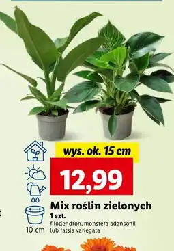 Filodendron