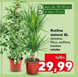 Kaufland Roślina doniczkowa oferta