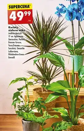 Biedronka Zamioculcas oferta