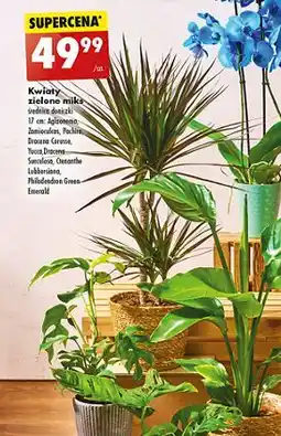 Biedronka Dracena oferta