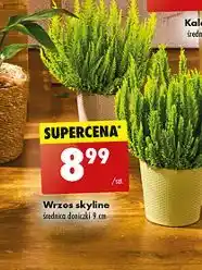 Biedronka Wrzos skyline 9cm oferta