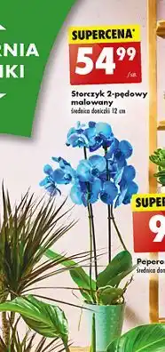 Biedronka Storczyk malowany 12 cm oferta