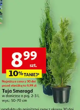 Auchan Tuja smaragd oferta
