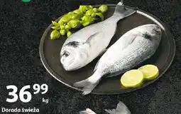 Auchan Dorada świeża oferta