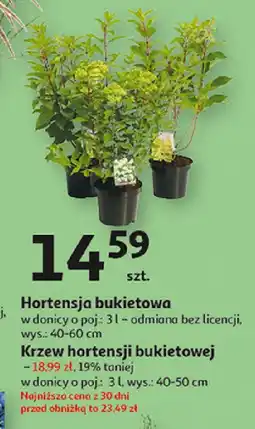 Auchan Hortensja bukietowa oferta