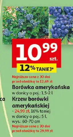 Borówka amerykańska
