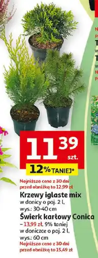 Krzewy iglaste mix