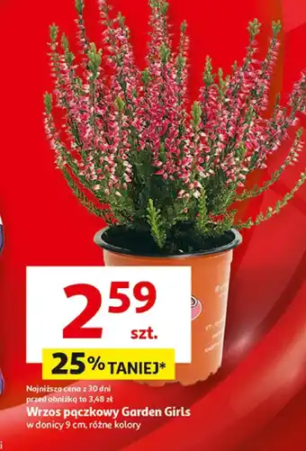 Auchan Wrzos Gardenic oferta