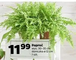 Netto Paproć oferta