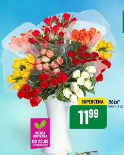 Polomarket Róże oferta
