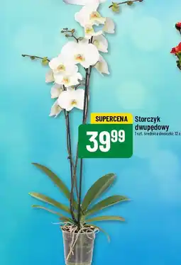 Polomarket Storczyk dwupędowy oferta