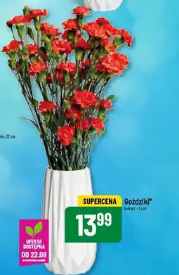 Goździki