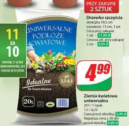 Dino Ziemia kwiatowa uniwersalna oferta