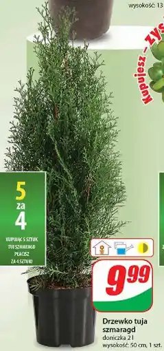 Drzewko tuja szmaragd