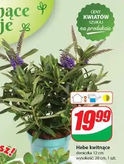 Dino Hebe kwitnące oferta