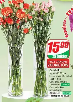 Dino Goździki 50 cm oferta