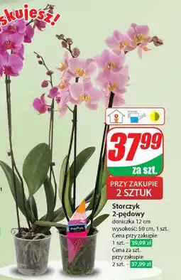 Dino Storczyk 2-pędowy 50 cm oferta