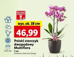 Lidl Storczyk dwupędowy 38 cm oferta