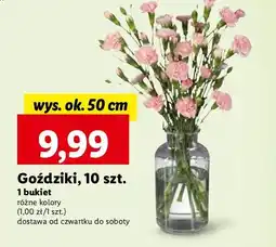 Lidl Goździki oferta