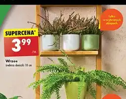 Biedronka Wrzos oferta