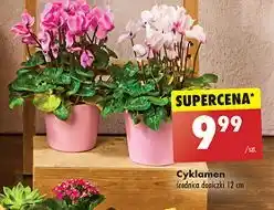 Biedronka Cyklamen oferta