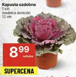 Delikatesy Centrum Kapusta ozdobna oferta