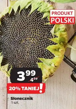 Netto Słonecznik oferta