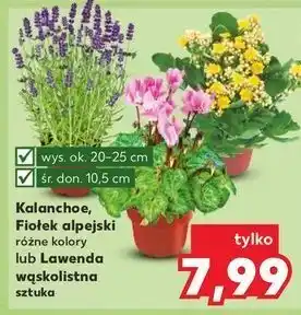 Kaufland Kalanchoe oferta