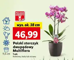 Lidl Polski storczyk dwupędowy Multiflora oferta